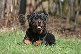 ROTTWEILER 517